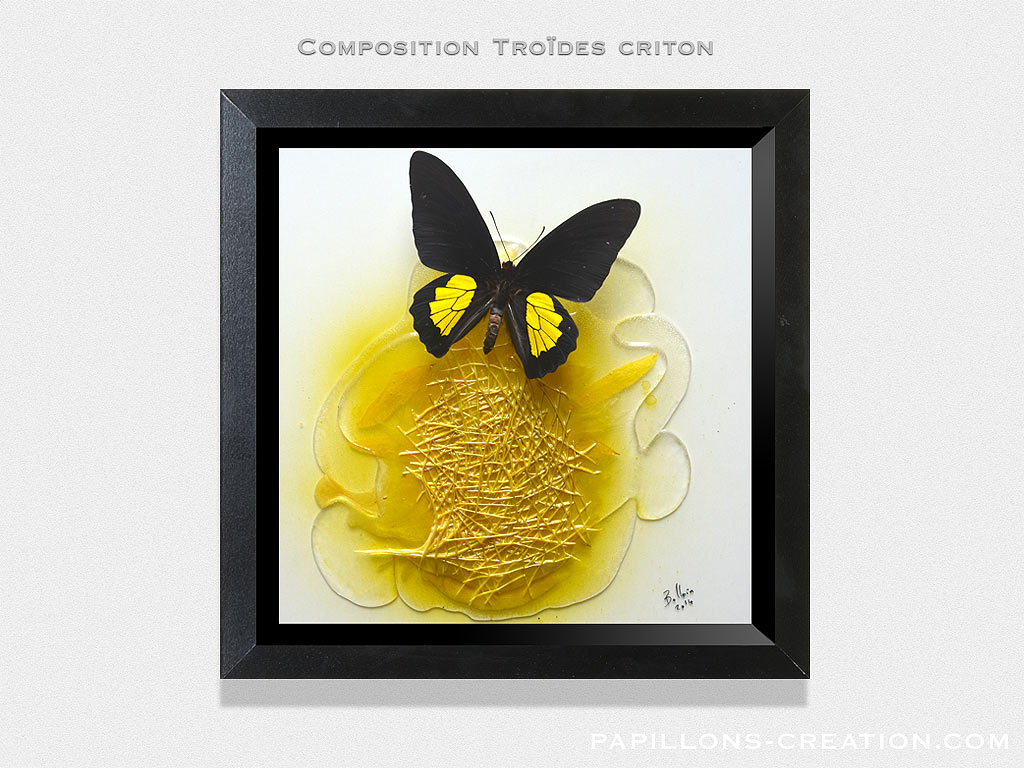 Composition Papilio lorquinianus