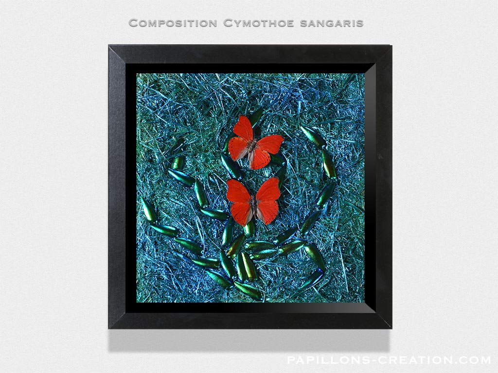 Composition Cymothoe sangaris