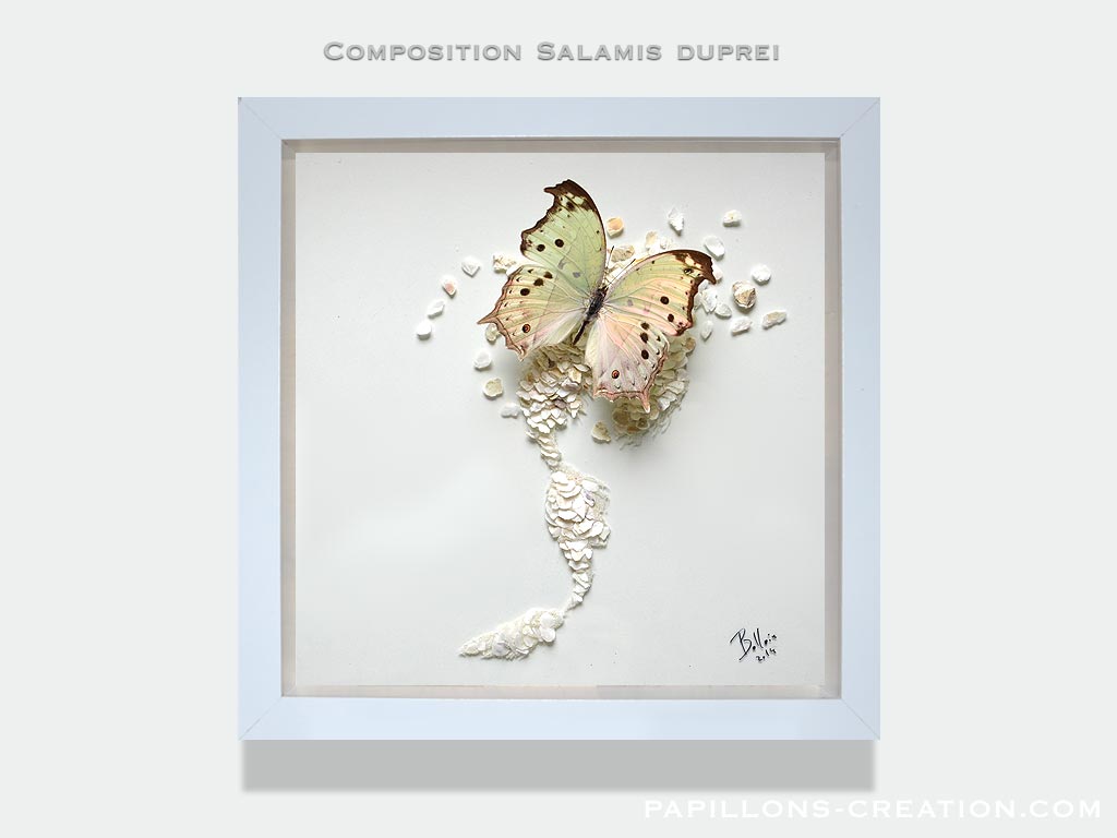 Composition Salamis duprei