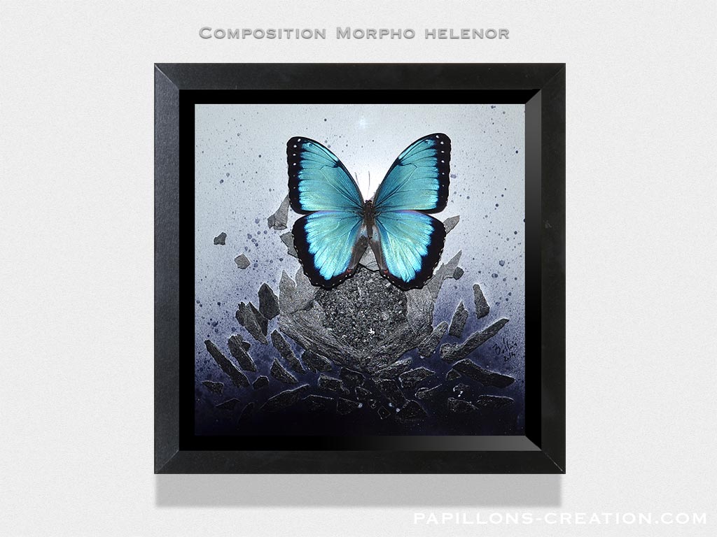 Composition Morpho helenor