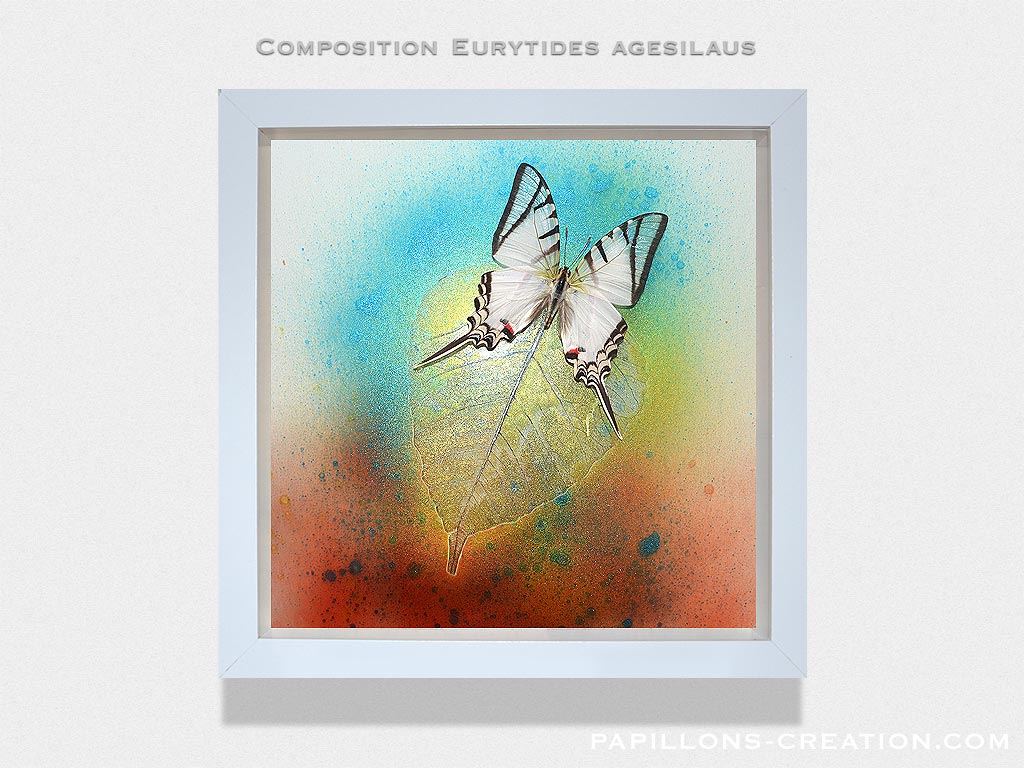 Composition Eurytides agesilaus