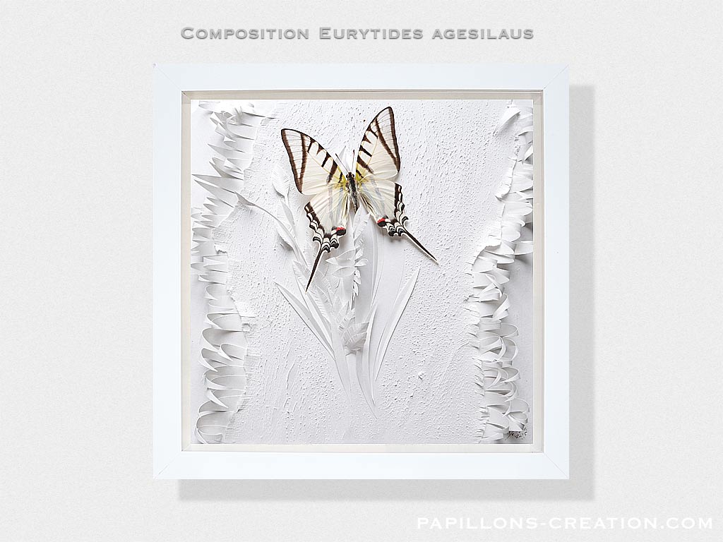 Composition Papilio lorquinianus