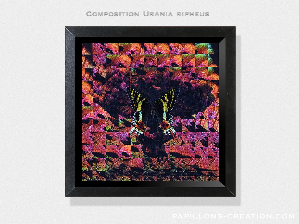 Composition Urania ripheus