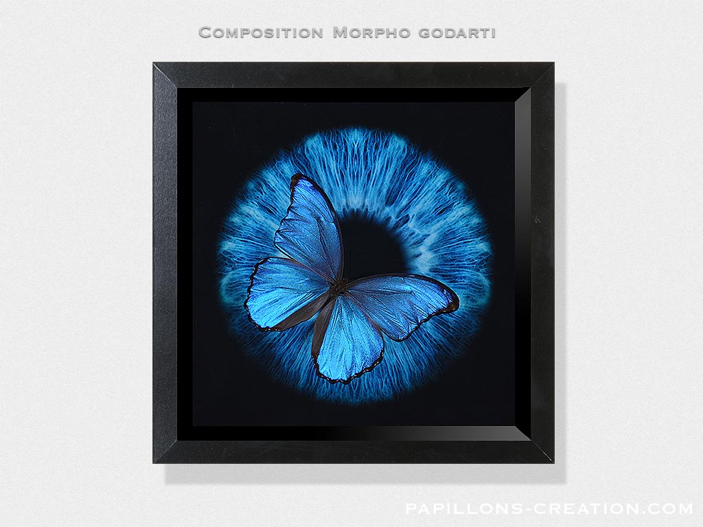 Composition Morpho godarti