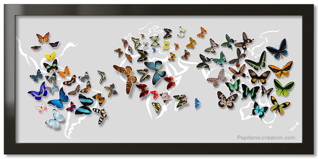 cadre papillons