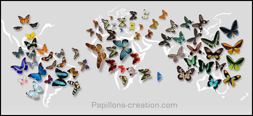 poster papillons