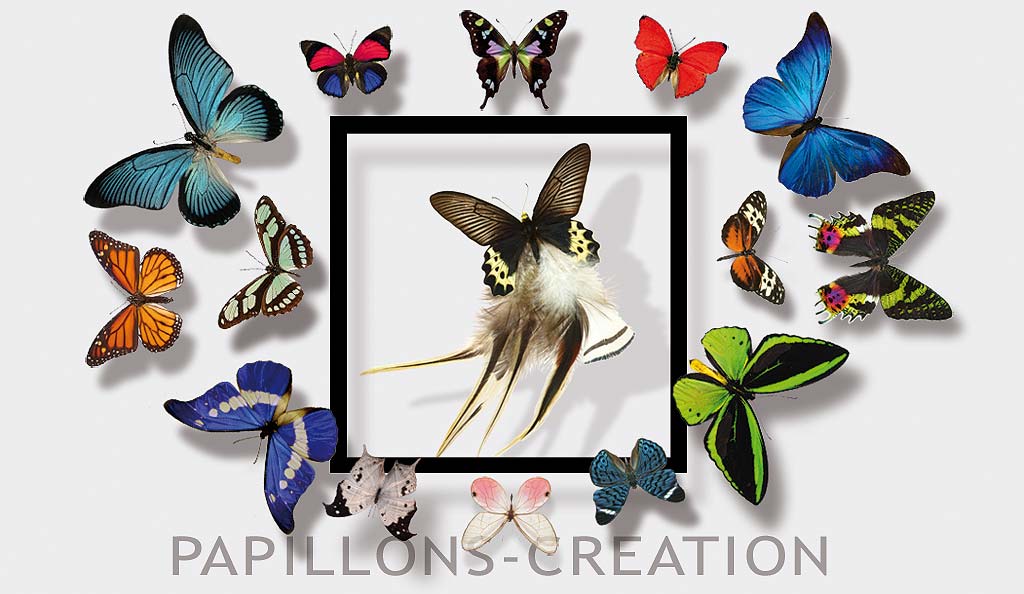 exposition papillons creation